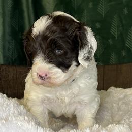 Green collar boy - Chocolate male Australian Labradoodle puppy in Fairfield, California from Twin Sisters Doodles