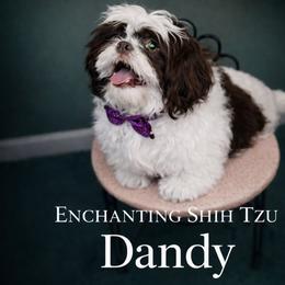 Dandy - Shih Tzu