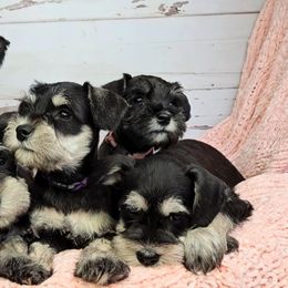 Miniature Schnauzer Puppies from Halo Schnauzer