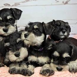 Miniature Schnauzer Puppies from Halo Schnauzer