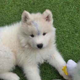 Blue boy - White and biscuit male Samoyed puppy in Elwell, Michigan from Limelight Samoyeds