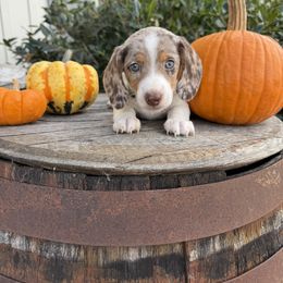 Dachshund Puppies from Thomas Homestead and Rabbitry