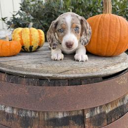 Dachshund Puppies from Thomas Homestead and Rabbitry