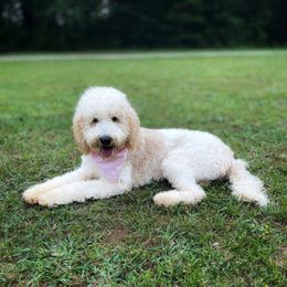 Haiku - Goldendoodle puppy in Chesnee, South Carolina from Pampered Paws Unlimited