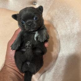 Girl 2 - Blue female Chihuahua puppy in Davenport, Florida from Clan Cordovathone
