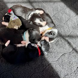 Caff - Black and white female Border Collie puppy in Granby, Massachusetts from Ferry Hill Farm