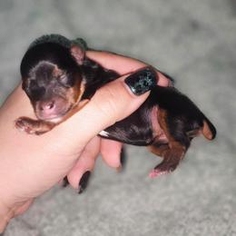 Teacup traditional girl - Black and tan female Yorkshire Terrier puppy in Thornville, Ohio from My precious yorkies