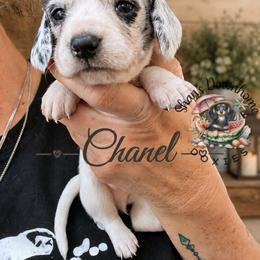 Chanel - Piebald female Dachshund puppy in Hockley, Texas from Shans Down Home Doxies