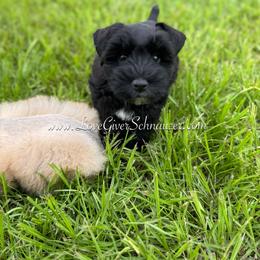 Miniature Schnauzer Puppies from Love Giver Schnauzers