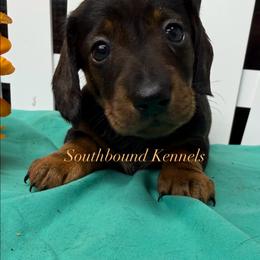 Easton - Wild boar male Dachshund puppy in Leoma, Tennessee from Southbound Kennel
