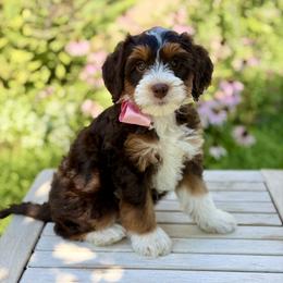 Eclair - Brown and white female Bernedoodle puppy in Mapleton, Utah from Natural Doodle Life