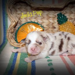 Boy 5 - Australian Shepherd puppy from C'est Bon Aussies Australian Shepherds