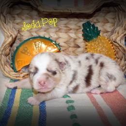 Boy 5 - Australian Shepherd puppy from C'est Bon Aussies Australian Shepherds