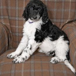 Luna - Parti female Goldendoodle puppy in Idaho Falls, Idaho from High Quality Goldendoodles