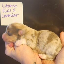 Isabella girl 1 - Fawn merle female American Corgi puppy in Hampton, Tennessee from TC Farms Stock Dogs - Miniature Australian Shepherds