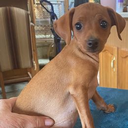 Girl 2 - Red female Miniature Pinscher puppy in Corbett, Oregon from Redhawk Kennels