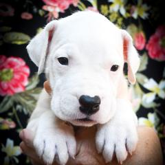 Chione- Girl 2 - White female Dogo Argentino puppy in San Diego, California from Debonair Dogos