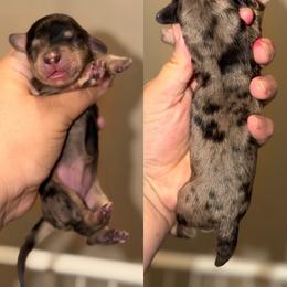 Velma - Dapple female Dachshund puppy in Hornbeck, Louisiana from A&Z Mini Dachshunds