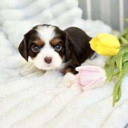Hazel - Chocolate female Cavalier King Charles Spaniel puppy in Draper, Utah from Cavachon Love Chocolate Cavaliers, Cavaliers, Cavachon’s, Cavapoos