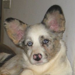 Kaylee - Cardigan Welsh Corgi