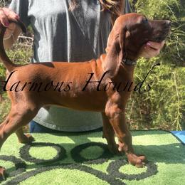 Jameson - Red male Redbone Coonhound puppy in Mount Pleasant, Texas from Harmons Hounds