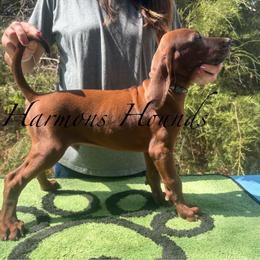 Jameson - Red male Redbone Coonhound puppy in Mount Pleasant, Texas from Harmons Hounds