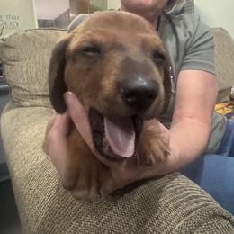 Dachshund Puppies from Lolley Dachshunds