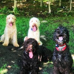 Australian Labradoodle Puppies from Forest Hill Labradoodles