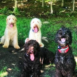 Australian Labradoodle Puppies from Forest Hill Labradoodles