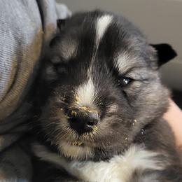 Clara - Black and white female Siberian Husky puppy in Swansea, Illinois from Husky B's