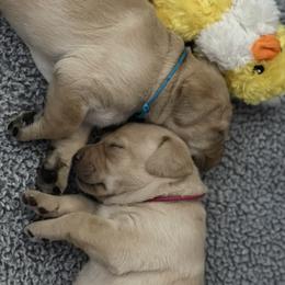 Labrador Retriever Puppies from Crout Kennels