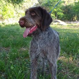 German Wirehaired Pointer puppies from Idawire GWPs