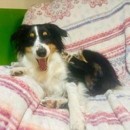 Mowgli - Miniature Australian Shepherd
