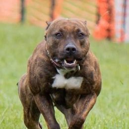 Angel - American Staffordshire Terrier
