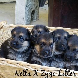 German Shepherd Puppies from Central Coast German Shepherds