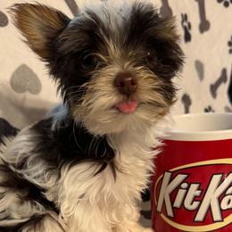 Yorkshire Terrier Puppies from Thankuyorkies