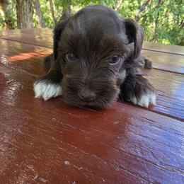 Edward - Liver male Miniature Schnauzer puppy in Saratoga Springs, Utah from Happy Beard Schnauzers