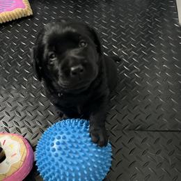 Girl 1 - Black female Labrador Retriever puppy in Buffalo, New York from Cedar Patch Labradors