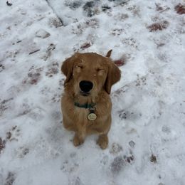 Golden Retriever Puppies from Upstate Revival Retrievers