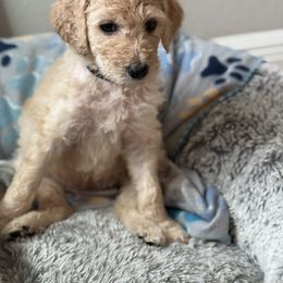 Goldendoodle Puppies from Daisy’s Doodles
