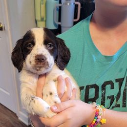 Liver Male - White and liver Brittany puppy in Rhoadesville, Virginia from HOMESCHOOLED BRITTANYS LLC