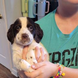 Liver Male - White and liver Brittany puppy in Rhoadesville, Virginia from HOMESCHOOLED BRITTANYS LLC