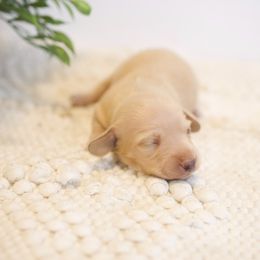 Tulip - Cream female Dachshund puppy in Indiantown, Florida from Turquoise River Minature Dachshunds