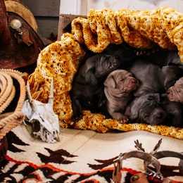 Weimaraner Puppies from North Georgia Weims
