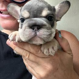 Dopey - Blue fawn male French Bulldog puppy in Rathdrum, Idaho from Smart Pomskies and Frenchies