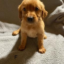 Girl 2 - Dark golden female Golden Retriever puppy in Edgefield, South Carolina from Bass Southern Kennels