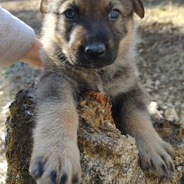 German Shepherd Puppies from Reddington Shepherds