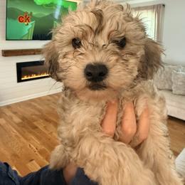 Miniature Schnauzer and Schnoodle Puppies from Shannon Johnson