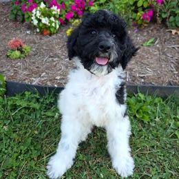 Opal - Black and white female Sheepadoodle puppy in Owensville, Missouri from Oak Valley Kennels