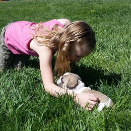 French Bulldog Puppies from Ginny's Frenchie's